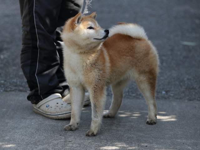 AI5I7007-puppy AI5I7007-puppy