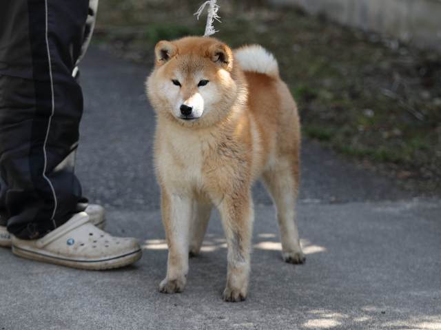 AI5I7014-puppy AI5I7014-puppy