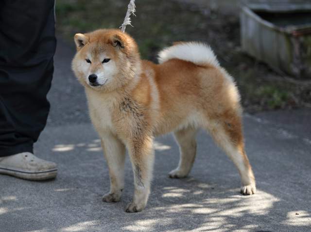 AI5I7036-puppy AI5I7036-puppy