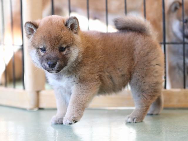 AI5I7230-puppy AI5I7230-puppy