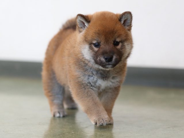 AI5I7263-puppy AI5I7263-puppy