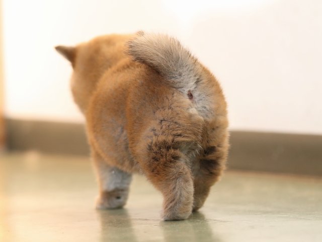 AI5I7265-puppy AI5I7265-puppy