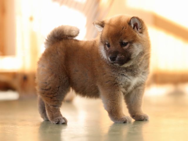 AI5I7271-puppy AI5I7271-puppy