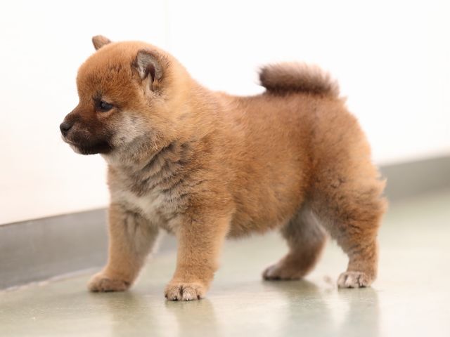AI5I7330-puppy AI5I7330-puppy