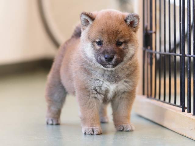 AI5I7370-puppy AI5I7370-puppy