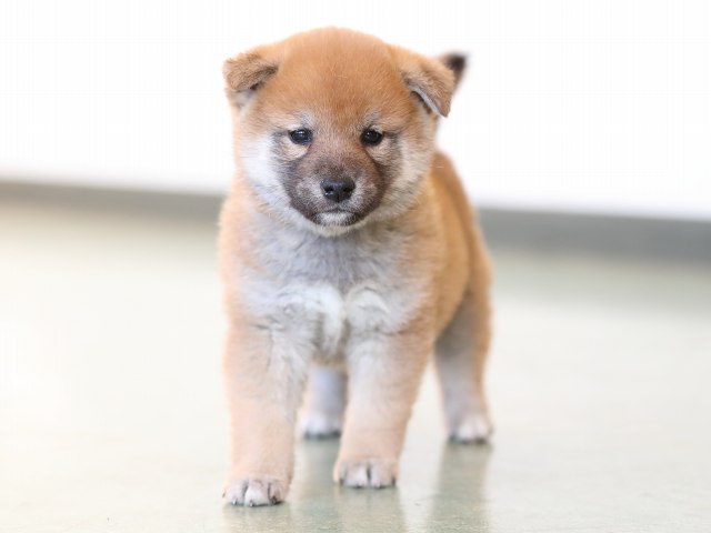 AI5I7464-puppy AI5I7464-puppy