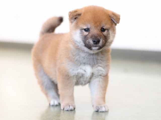 AI5I7469-puppy AI5I7469-puppy