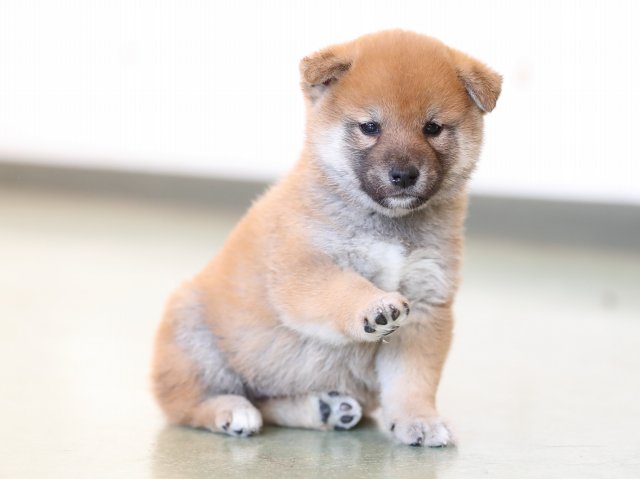 AI5I7473-puppy AI5I7473-puppy