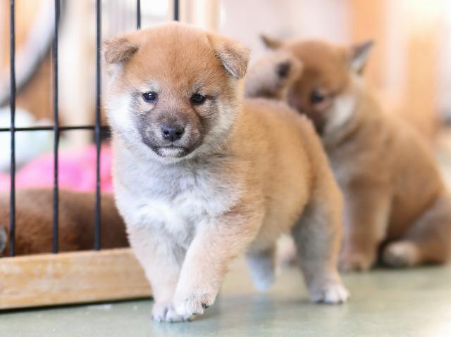 AI5I7507-puppy AI5I7507-puppy