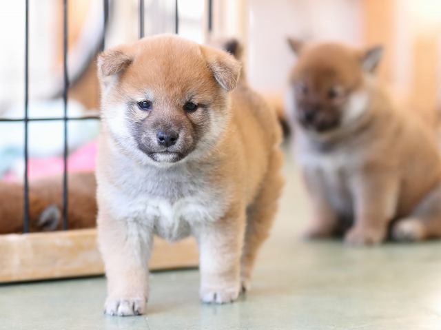 AI5I7509-puppy AI5I7509-puppy