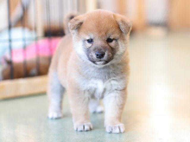 AI5I7550-puppy AI5I7550-puppy