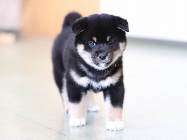 AI5I7577-puppy AI5I7577-puppy