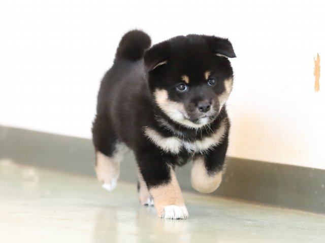 AI5I7608-puppy AI5I7608-puppy
