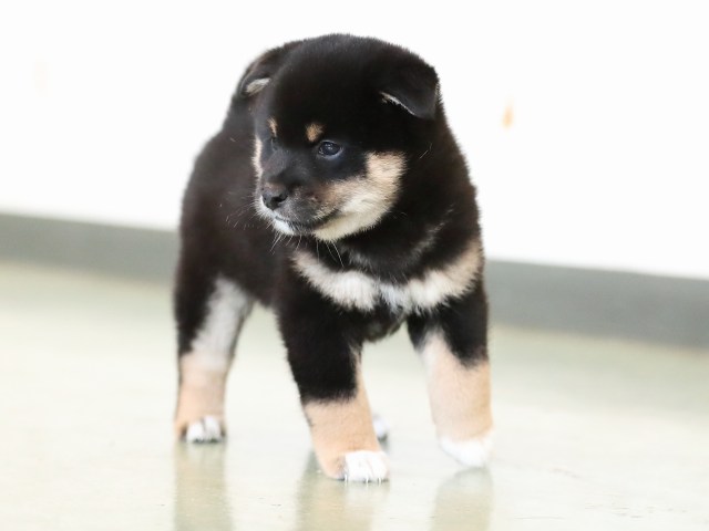 AI5I7628-puppy AI5I7628-puppy