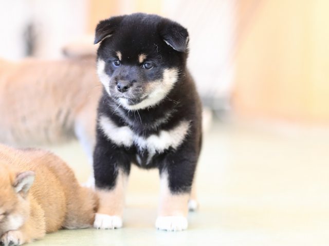 AI5I7662-puppy AI5I7662-puppy