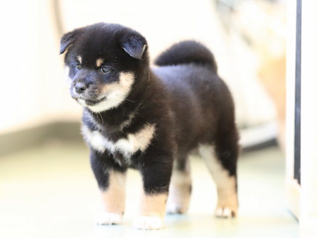 AI5I7675-puppy AI5I7675-puppy