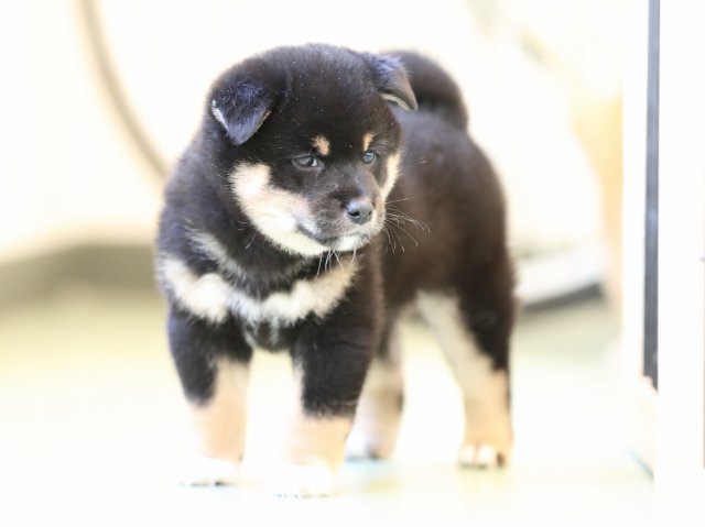 AI5I7678-puppy AI5I7678-puppy