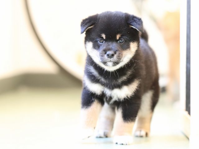 AI5I7700-puppy AI5I7700-puppy