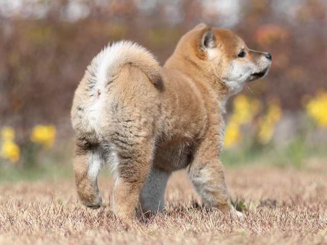 AI5I8245-puppy AI5I8245-puppy