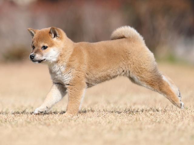AI5I8255-puppy AI5I8255-puppy
