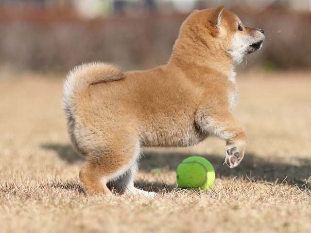 AI5I8481-puppy AI5I8481-puppy