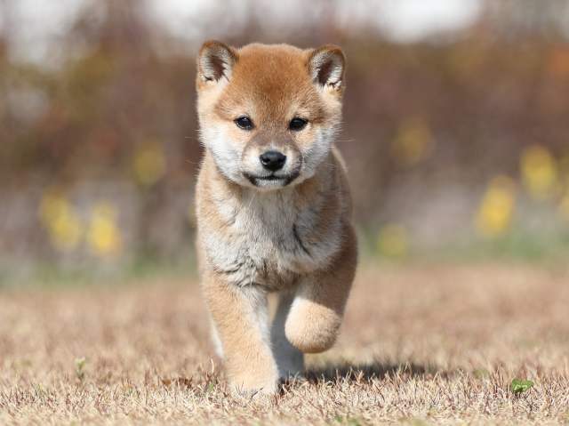 AI5I8588-puppy AI5I8588-puppy