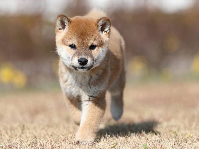 AI5I8595-puppy AI5I8595-puppy