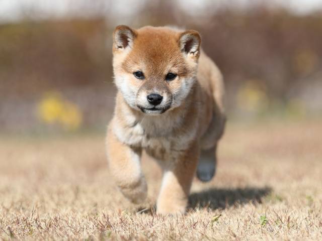 AI5I8596-puppy AI5I8596-puppy