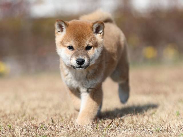 AI5I8600-puppy AI5I8600-puppy