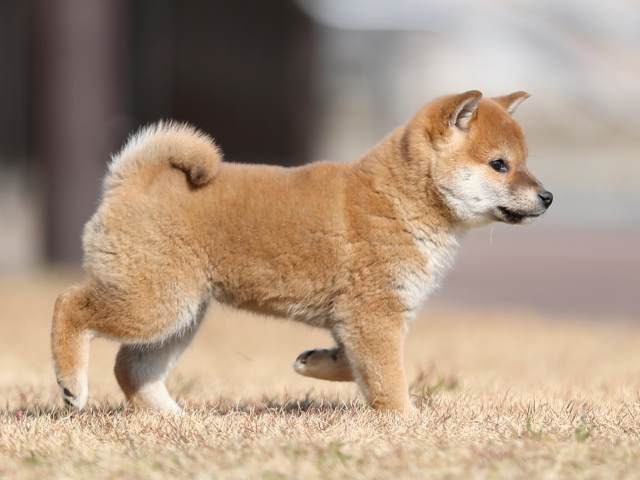 AI5I8635-puppy AI5I8635-puppy