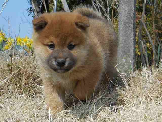 00000273-puppy 00000273-puppy
