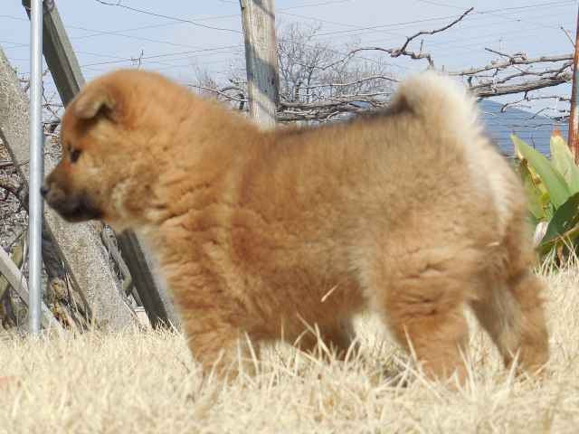 00000274-puppy 00000274-puppy