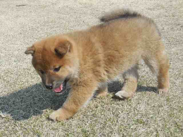00000275-puppy 00000275-puppy
