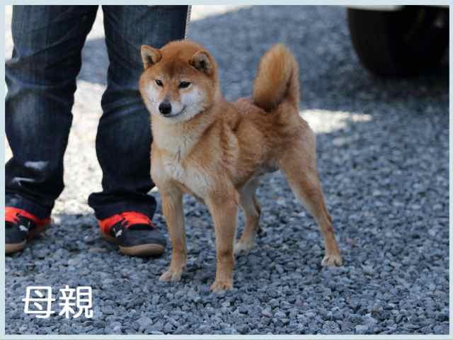 ちひろ号 ちひろ号