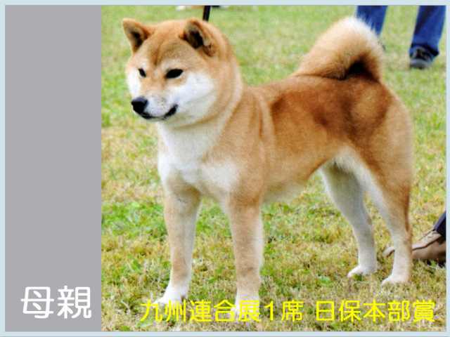 豊後ノ倫姫号 豊後ノ倫姫号