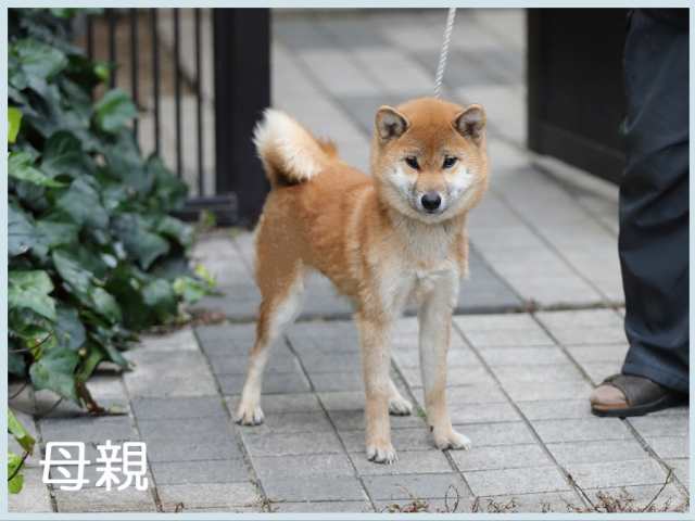 紅の恵号 紅の恵号
