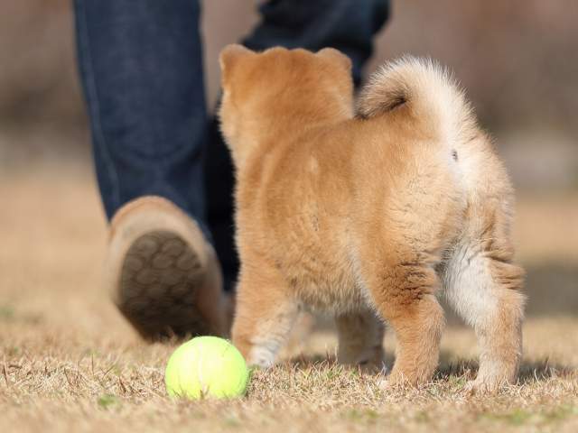 AI5I0079-puppy AI5I0079-puppy
