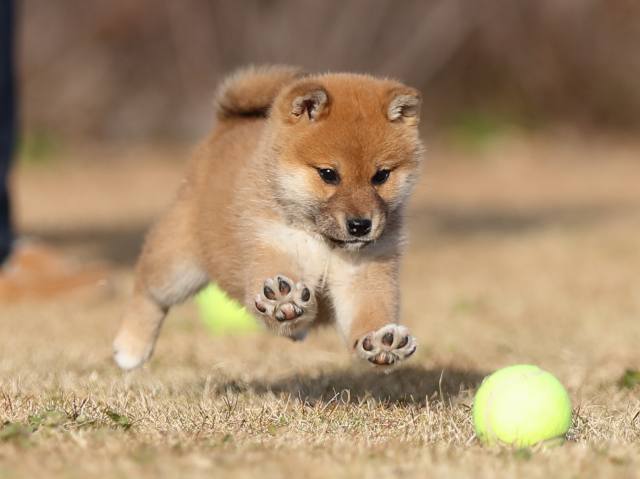 AI5I0600-puppy AI5I0600-puppy