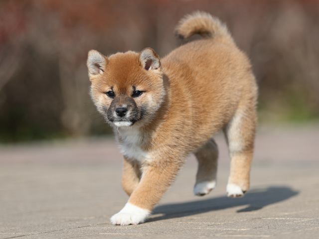 AI5I1099-puppy AI5I1099-puppy