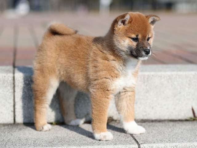 AI5I1155-puppy AI5I1155-puppy