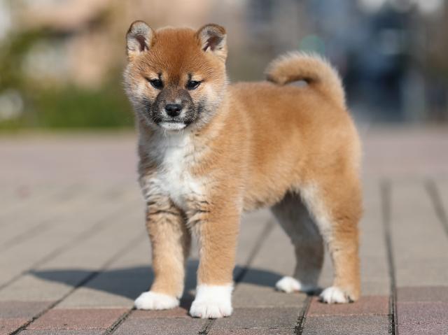 AI5I1279-puppy AI5I1279-puppy