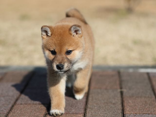AI5I1382-puppy AI5I1382-puppy