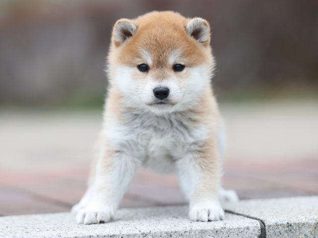 AI5I1682-puppy AI5I1682-puppy
