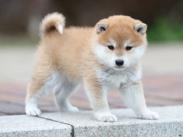 AI5I1802-puppy AI5I1802-puppy