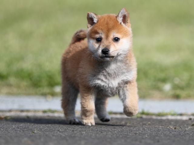 AI5I1978-puppy AI5I1978-puppy