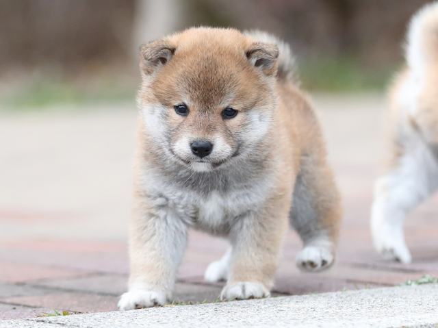 AI5I2005-puppy AI5I2005-puppy