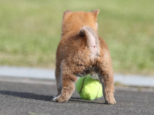 AI5I2045-puppy AI5I2045-puppy