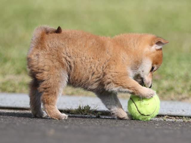 AI5I2054-puppy AI5I2054-puppy