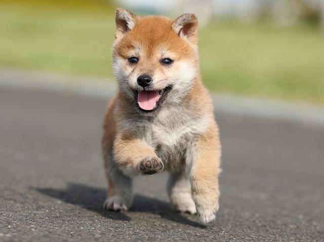 AI5I2069-puppy AI5I2069-puppy