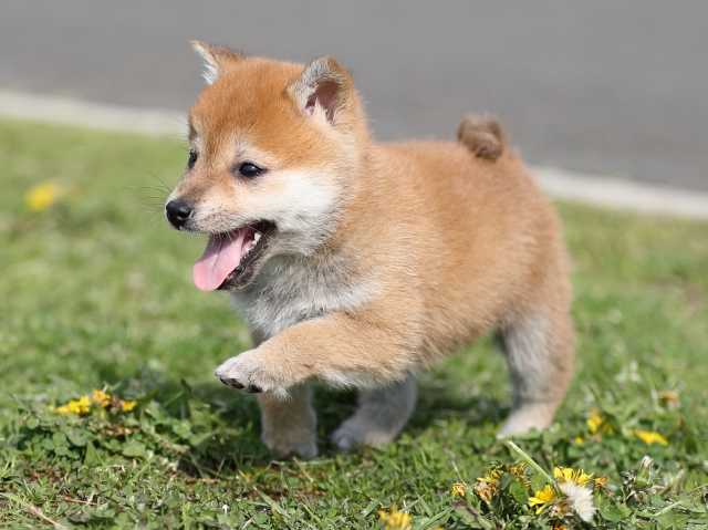 AI5I2106-puppy AI5I2106-puppy